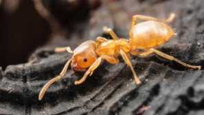 Proč faraonové mravenci se usadí v bytech a domech, jak se s nimi vypořádat